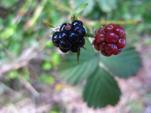 Rot-Schwarze Freude: 6 Punkte Wochenende für Wellerode